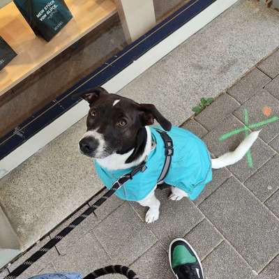 Hundetreffen-Gassi gehen ohne Leinen Kontakt 😊-Bild