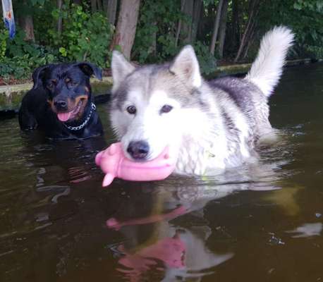 Zeigt mal die schönsten Bilder von euren Hunden !-Beitrag-Bild