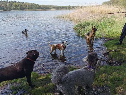 Hundeauslaufgebiet-Wolzenseeplatz-Bild