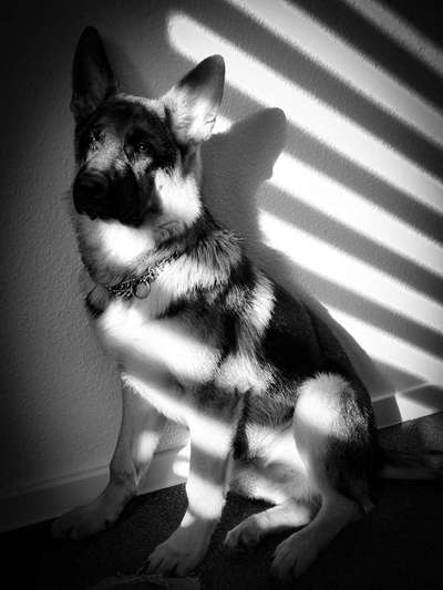 Fotochallange Nr. 46

Schattenspiele BEENDET!!!!!-Beitrag-Bild