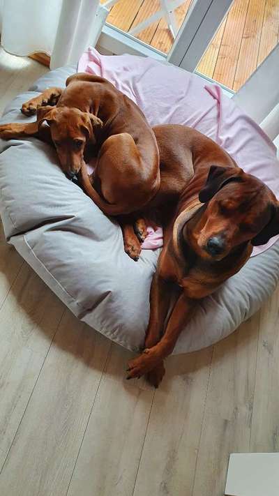 Rhodesian Ridgeback-Beitrag-Bild