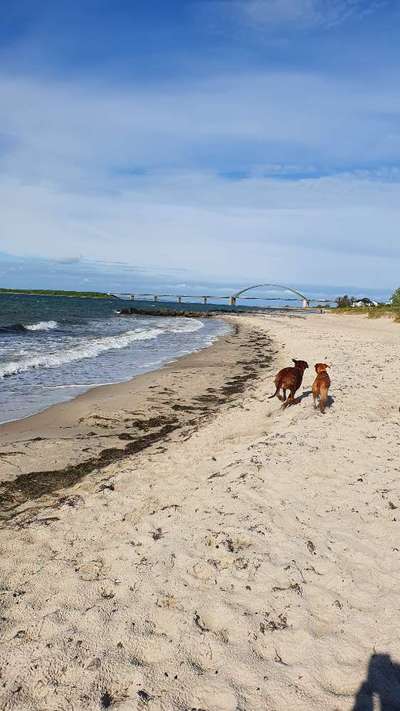 Rhodesian Ridgeback-Beitrag-Bild