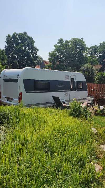 Rhodesian Ridgeback-Beitrag-Bild