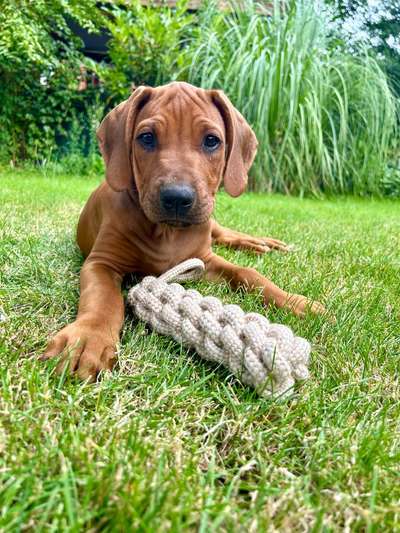 Hundetreffen-Ridgeback Welpe sucht Spielgefährte-Bild