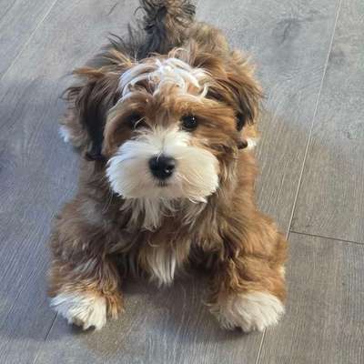 Hundetreffen-Welpentreffen-Bild