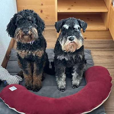 Zwei Hunde haltung-Beitrag-Bild