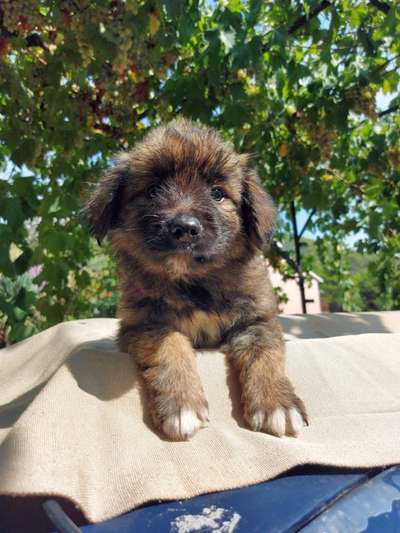 Welpen Bilder !-Beitrag-Bild