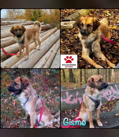 Hunde aus dem Auslandstierschutz - brauche Eure Unterstützung!!!-Beitrag-Bild