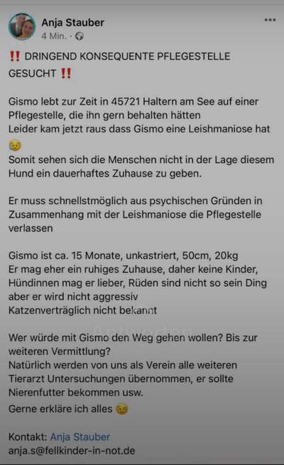 Hunde aus dem Auslandstierschutz - brauche Eure Unterstützung!!!-Beitrag-Bild