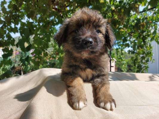 Ein neuer Hund-Beitrag-Bild