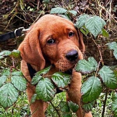 Hundetreffen-Spiel und Gassirunde-Bild