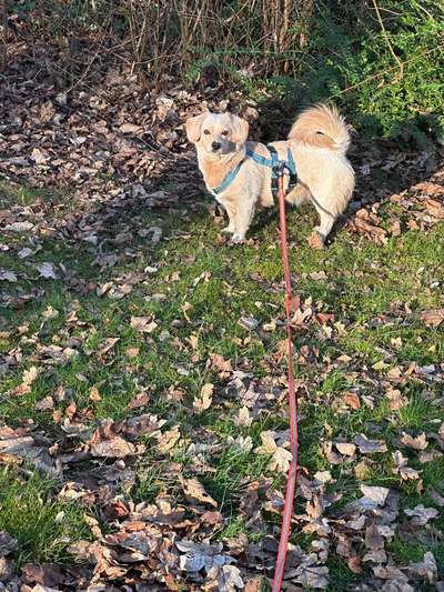 Hundetreffen-Spielpartner für meinen 1 1/2 jährigen Labradordackelmix gesucht 😊-Bild