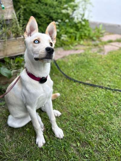 Labradorfans-Beitrag-Bild