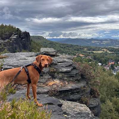 Futtermenge bei sportlichen/aktiven Rassen-Beitrag-Bild