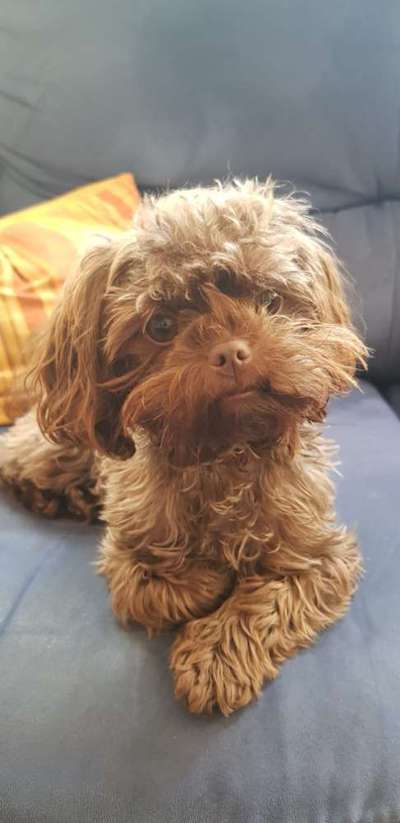 Hundetreffen-Hundekontakt unter Hunden kleiner Rasse-Bild