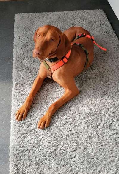 Hund aus dem Spanischen Tierschutz-Beitrag-Bild