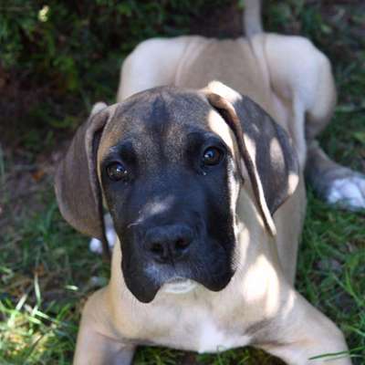 Hundetreffen-Welpen-/Junghunde HN-Biberach-Profilbild