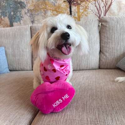 Hundetreffen-Kumpels zum Spielen und Gassigehen in Frankfurt und/ oder Karben gesucht-Bild