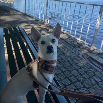 Hundetreffen-Gassi-& Spielfreunde-Bild