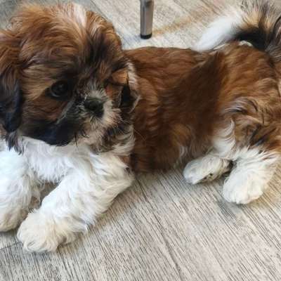 Hundetreffen-Spielkamerraden gesucht-Bild