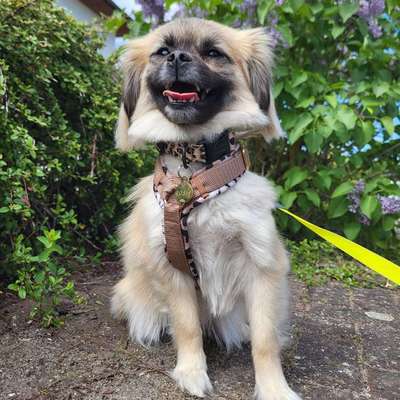 Hundetreffen-Spiele oder Gassi runde-Bild