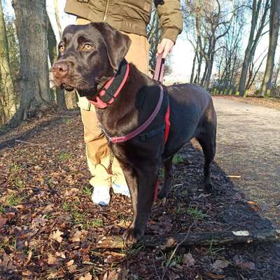 Hundetreffen-Gassi-Runde-Bild