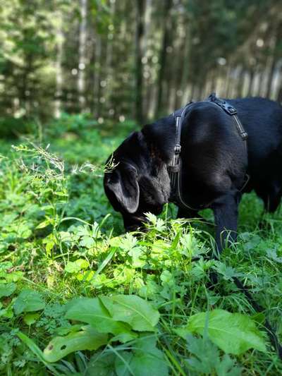 Hundetreffen-Treffen zum Spaziergang-Bild