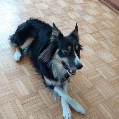 Hundetreffen-Training-Bild