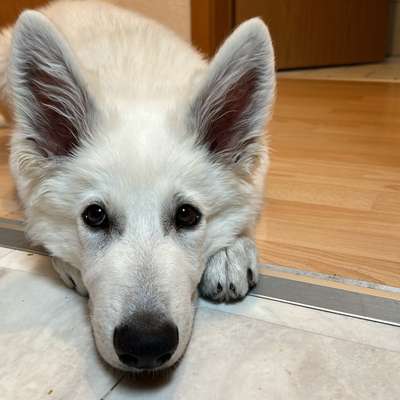 Hundetreffen-Kennlernrunde-Bild