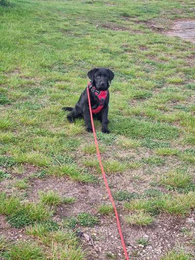 Hundetreffen-Gassi mit Welpen-Bild