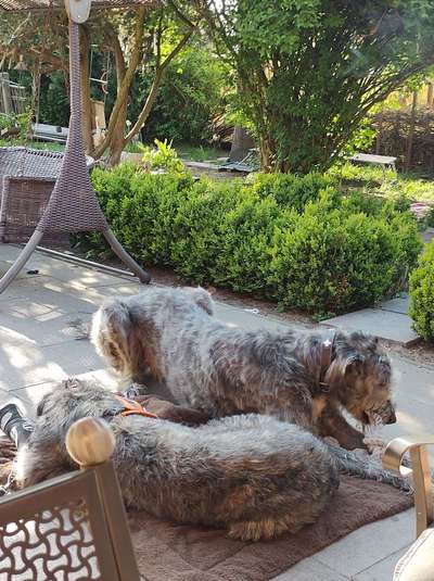 Irischer Wolfshund-Beitrag-Bild