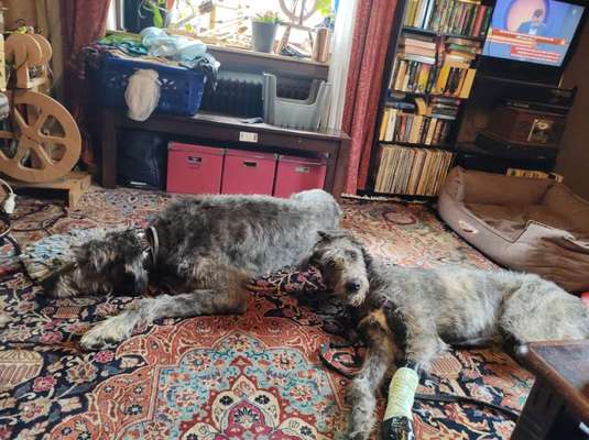 Irischer Wolfshund-Beitrag-Bild