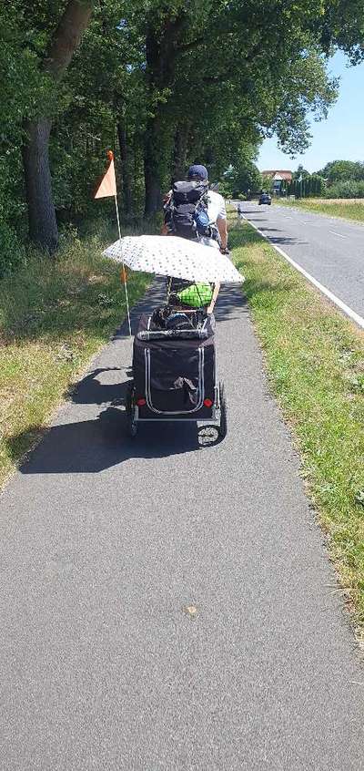 Radfahren mit Hund-Beitrag-Bild