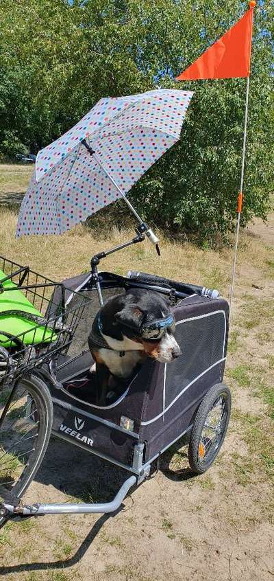 Radfahren mit Hund-Beitrag-Bild
