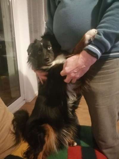 Zeichnungen eurer Hunde-Beitrag-Bild