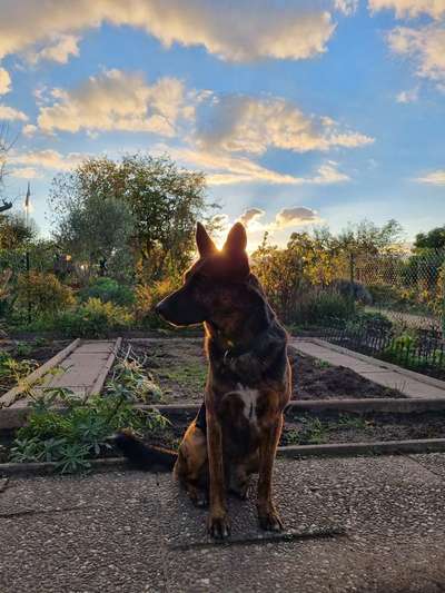 Schäferhund-Fans?-Beitrag-Bild