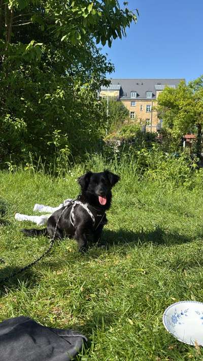 Hundetreffen-Junghunde Treffen-Bild