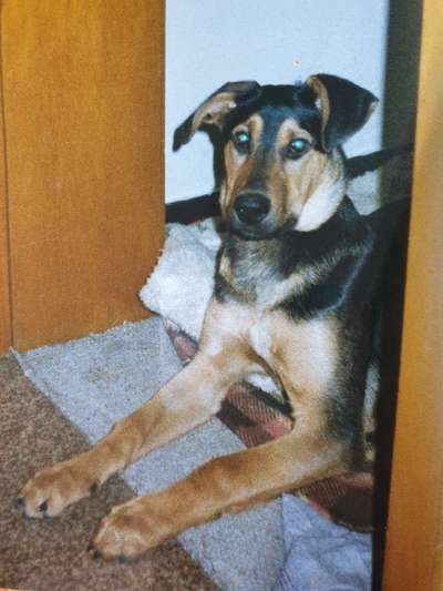 Shepweiler Schäferhund x Rottweiler-Beitrag-Bild