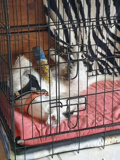 Beinbruch beim Welpen-Beitrag-Bild