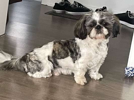 Shih Tzu von Jung bis Senioren-Beitrag-Bild