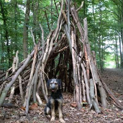 Hundetreffen-Spieltreffen-Bild