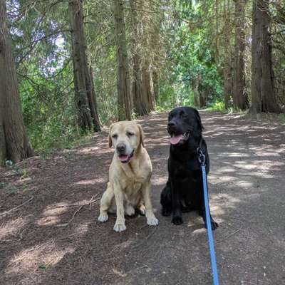 Hundetreffen-Gelegentliche Unterstützung bei den Gassi Runden mit meinen zwei Labrador Rüden 10 und 4 Jahre alt-Bild
