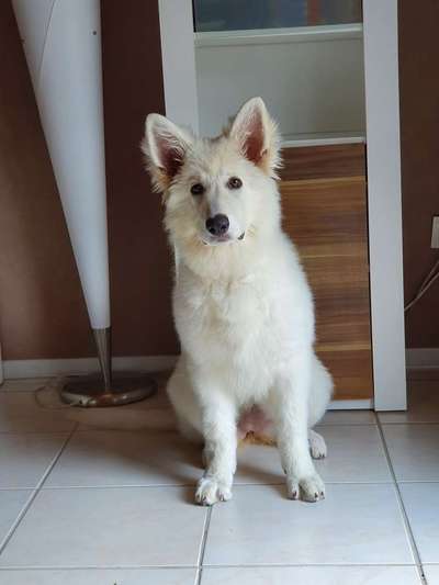 Schäferhund-Beitrag-Bild