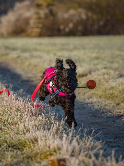 Hundetreffen-Spielfreunde zum Toben gesucht-Bild