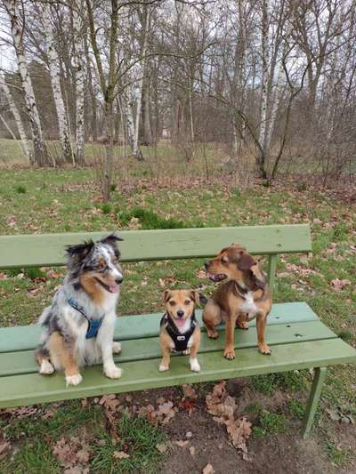 31. Collagen Challenge - Bänke/ Steine /Baumstümpfe-Beitrag-Bild