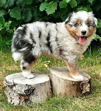 31. Collagen Challenge - Bänke/ Steine /Baumstümpfe-Beitrag-Bild