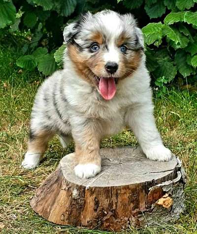 31. Collagen Challenge - Bänke/ Steine /Baumstümpfe-Beitrag-Bild