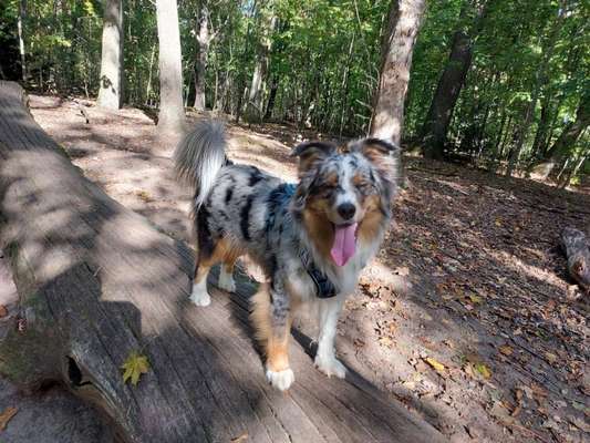 31. Collagen Challenge - Bänke/ Steine /Baumstümpfe-Beitrag-Bild