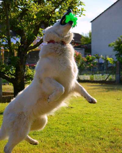 Fotochallenge Nr.89 - Charakter und Wesen-Beitrag-Bild