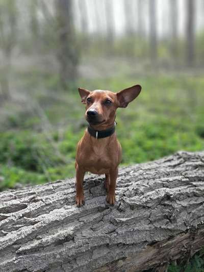 Wo sind die Zwergpinscher?-Beitrag-Bild